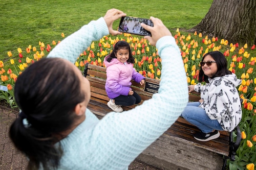 A brilliant display of tulips at the Holland Tulip Festival 2025