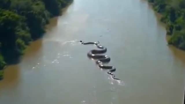 Photo of a giant anaconda in the Amazon river forest