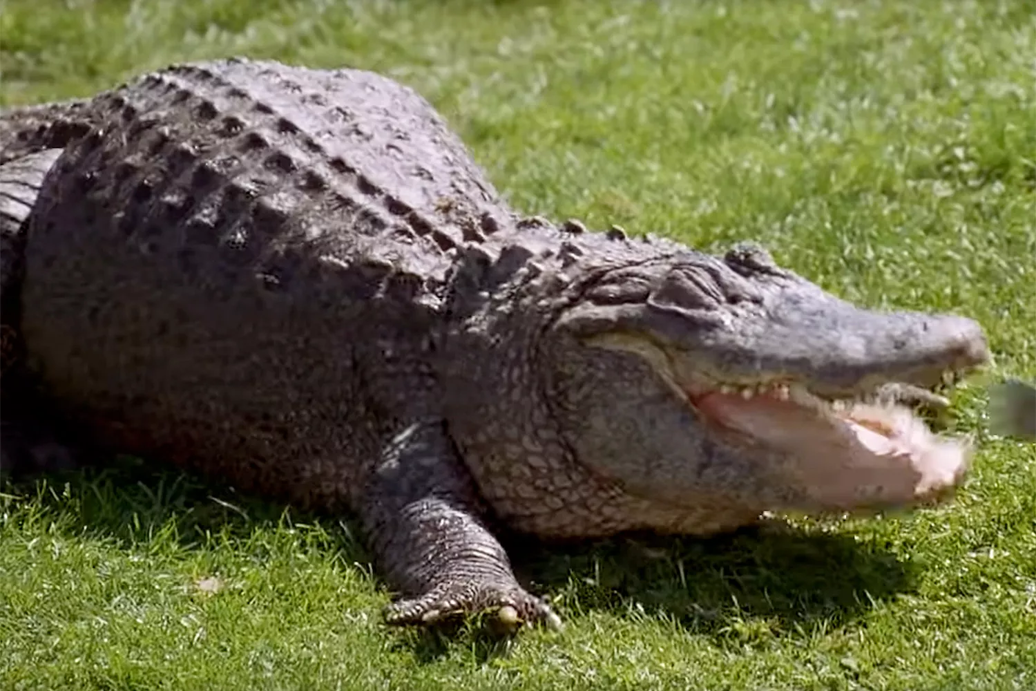 Adam Sandler and Morris the Alligator in Happy Gilmore
